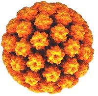 Human Papillomavirus