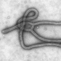 Wabah Demam Berdarah Virus Ebola